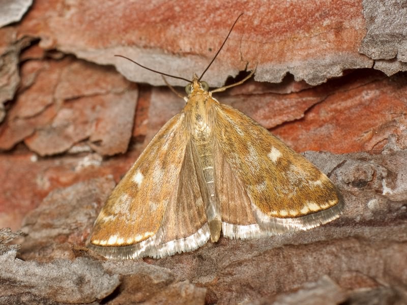 Loxostege sticticalis